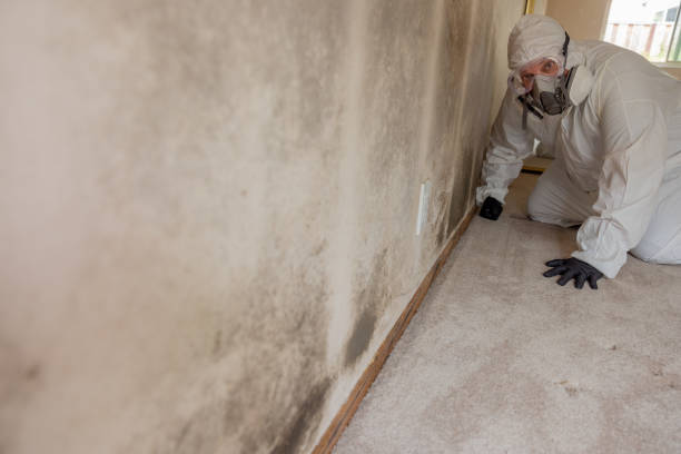 Mold Documentation for Insurance Claims in Prince George, VA